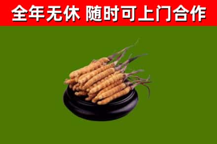海陵区烟酒回收冬虫夏草.jpg