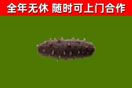 海陵区烟酒回收干海参.jpg
